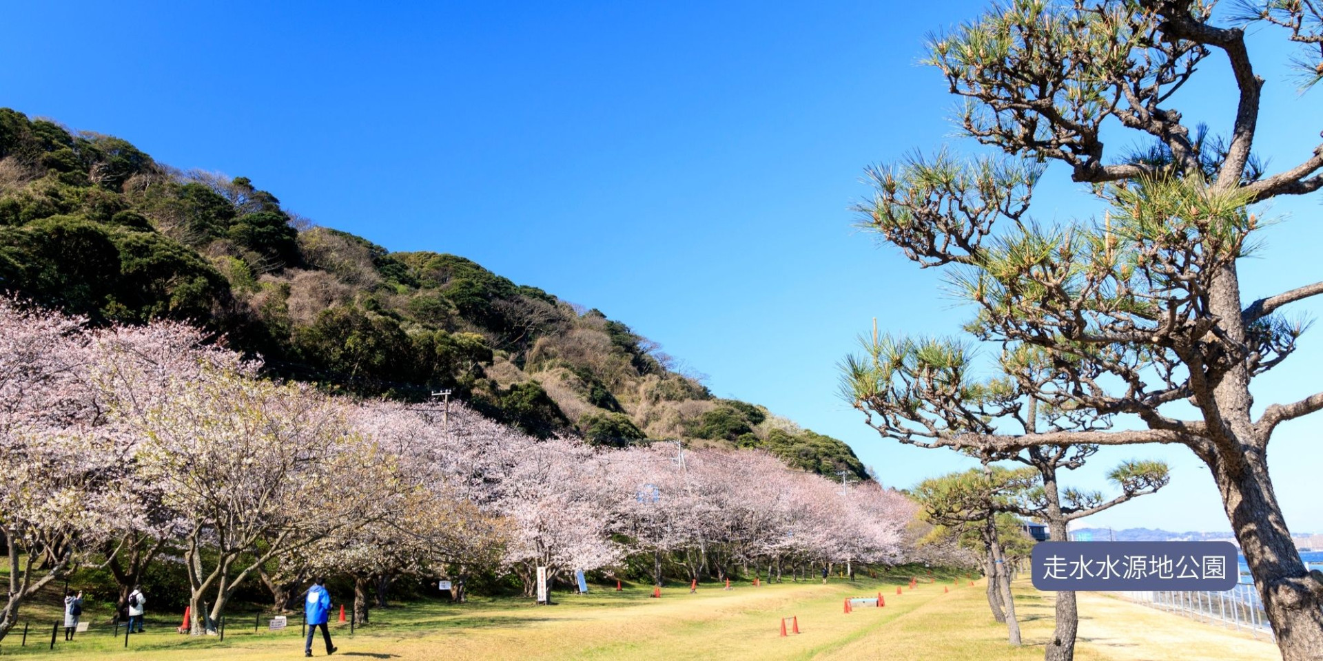 【三浦半島エリア】
横須賀の桜・逗子の桜・三浦の桜